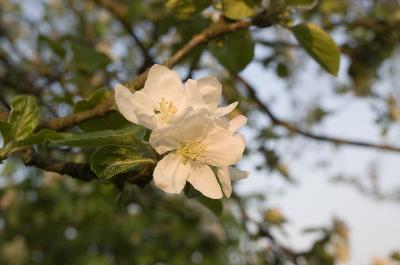 Blossom - Appleblossom