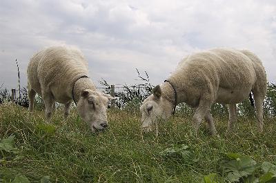 Boerderijdieren - Granzende schapen