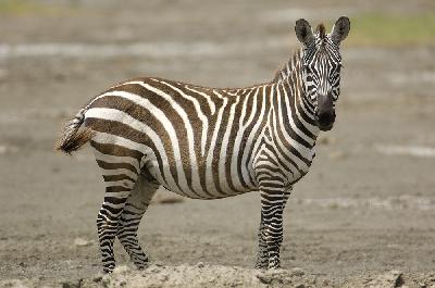Burchell's zebra - Burchell's zebra (Equus burchellii)