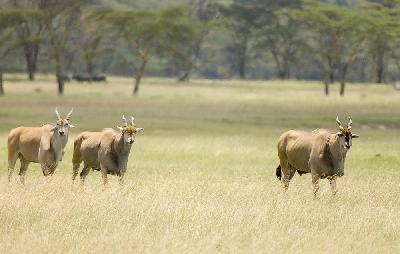 Antilope - Eland du Cap (Taurotragus Oryx)