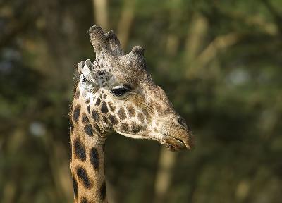 Giraffe - Giraffe (Giraffa camelopardalis)