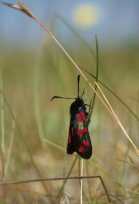 Papillon de nuit - Zygène de la filipendule (Zygaena filipendulae)