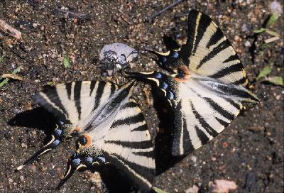 Vlinder - Koningspage (Iphiclides podalirius)