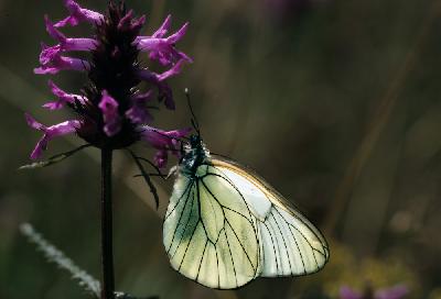 Butterfly - Black-veined white (Aporia crataegi)