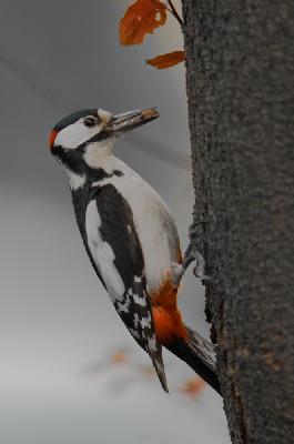 Great Spotted Woodpecker - Great Spotted Woodpecker (Dendrocopos major)