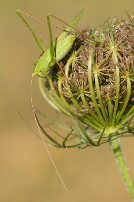 Grasshopper - Great Green Bush-cricket (Tettigonia viridissima)
