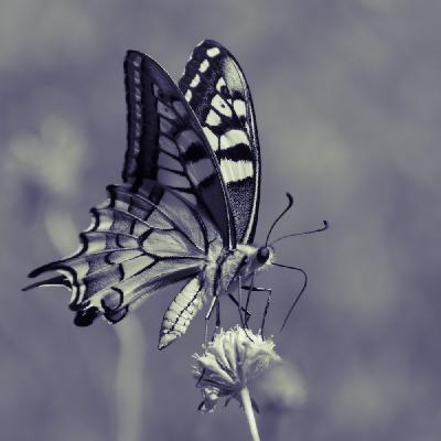 Schmetterling - Schwalbenschwanz (Papilio machaon)