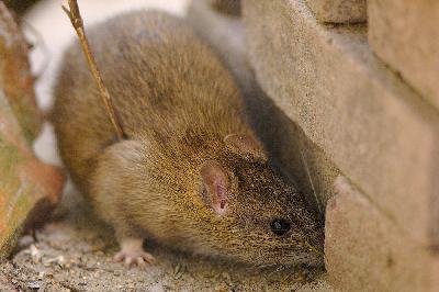 Wanderratte - Rattte (Rattus norvegicus)