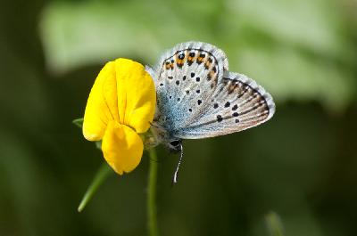 Vlinder - Heideblauwtje (Plebeius argus)