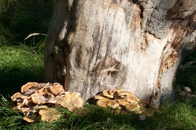 Dead tree - Honey fungus (Armillaria mellea)