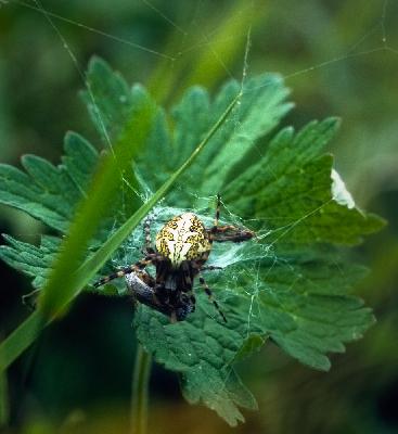 Spinne - Eichblatt-Radspinne (Aculepeira ceropegia)
