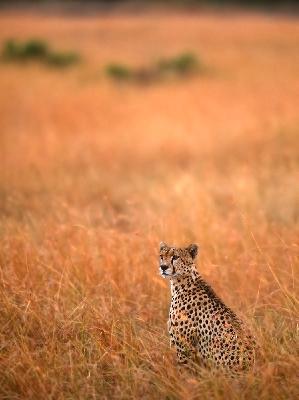 Cheetah - Cheetah (Acinonyx jubatus)
