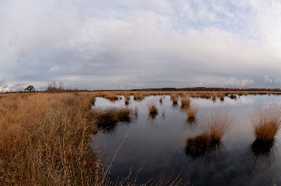 Tall moor grass - Marsh Dwingelderveld
