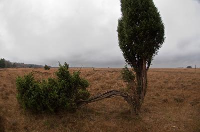 Jeneverbes - Jeneverbes (Juniperus communis) op het Dwingelderveld