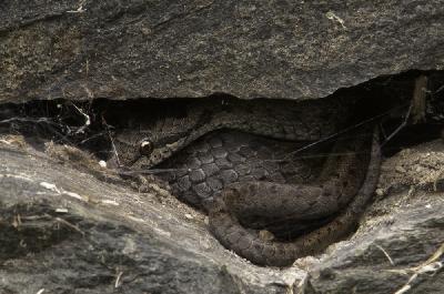 Reptile - Coronelle lisse (Coronella austriaca)