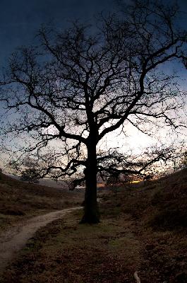 Tree - Magic Oak