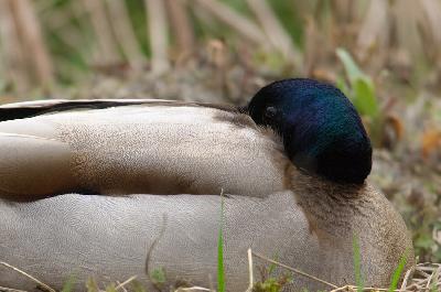 Duck - Mallard (Anas platyrhynchos)