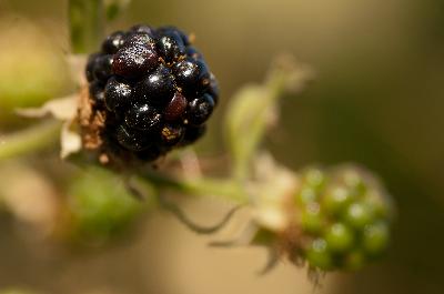 Brombeere - Brombeere (Rubus fruticosus)