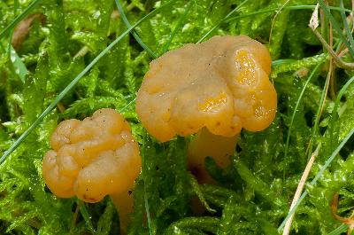 mushroom - Jelly baby (Leotia lubrica)