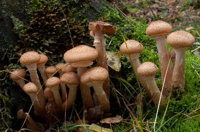champignon - Pholiote écailleuse (Pholiota squarrosa)