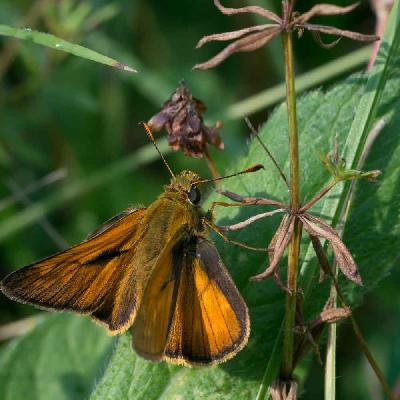 Butterfly - Essex Skipper (Thymelicus sylvestris)