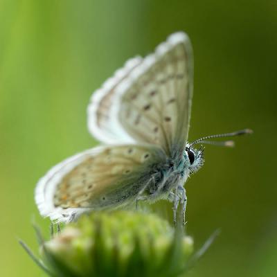 Papillon - Argus bleu-nacré (Polyommatus coridon)