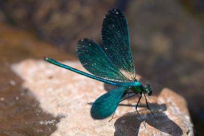 Dragonfly - Beautiful Demoiselle (Calopteryx virgo)