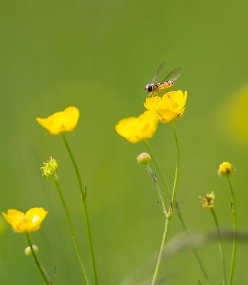 Buttercups - Marmalade hoverfly (Episyrphus balteatus)