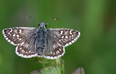 Butterfly - Large grizzled skipper (Pyrgus alveus)