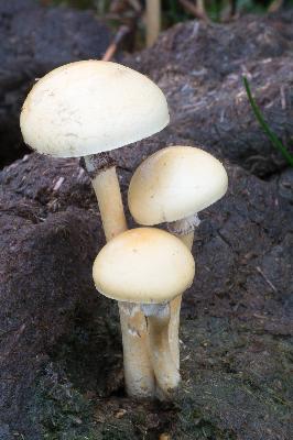 champignon - Fauvette pitchou (Protostropharia semiglobata)