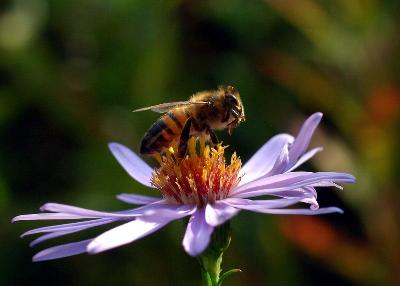 Bee - Honeybee (Apis mellifera)