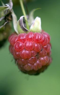Himbeere - Himbeere (Rubus idaeus)