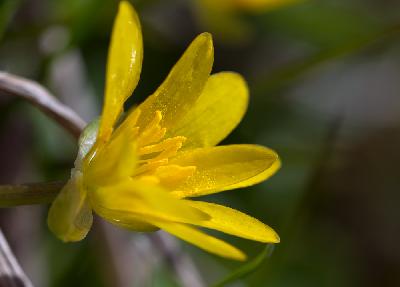 Pollen - Ficaire (Ranunculus ficaria)