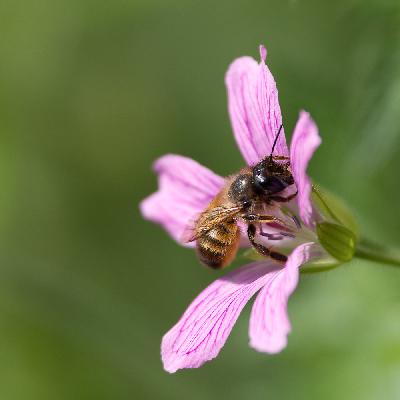 Bee - Red mason bee (Osmia rufa)