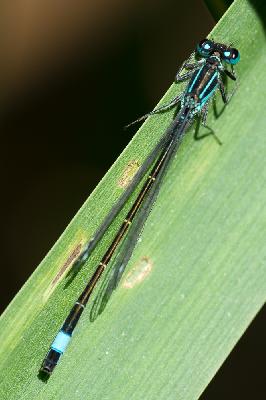 Blue-tailed Damselfly - Blue-tailed Damselfly (Ischnura elegans)
