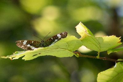 Papillon - Petit sylvain (Limenitis camilla)