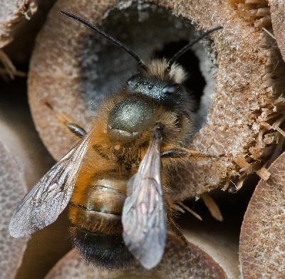 Biene - Rote Mauerbiene (Osmia rufa)