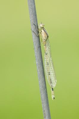 Libelle - Becher-Azurjungfer (Enallagma cyathigerum)