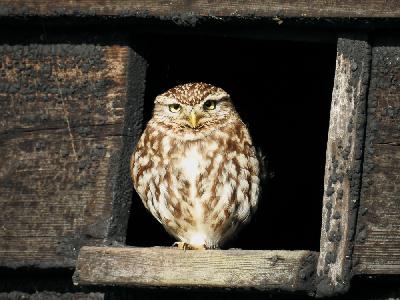 Little Owl - Little Owl (Athena noctua)