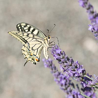 Butterfly - Swallowtail (Papilio machaon)