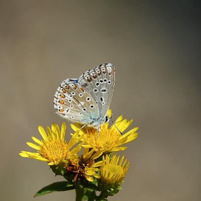 Papillon - Argus Blue Céleste (Polyommatus bellargus)