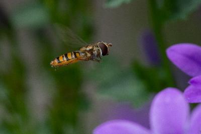 Marmalade hoverfly - Marmalade hoverfly (Episyrphus balteatus)