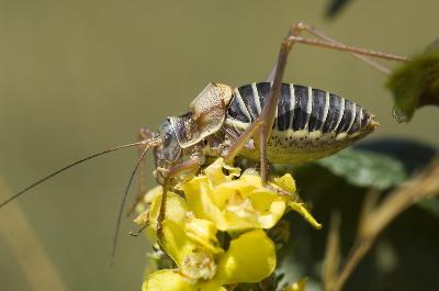 Grasshopper - Saddle-backed bush cricket (Ephippiger ephippiger)