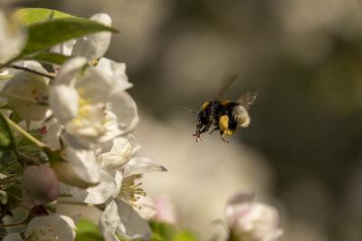 Bee - large earth bumblebee (Bombus terrestris)