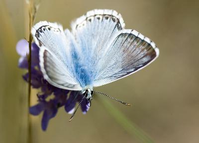 Vlinder - Bleek blauwtje (Polyommatus coridon)