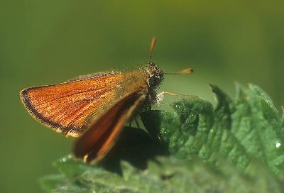 Schmetterling - Braunkolbiger Braun-Dickkopffalter (Thymelicus sylvestris)