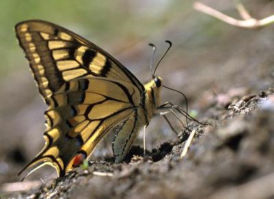 Vlinder - Koninginnenpage (Papilio machaon)