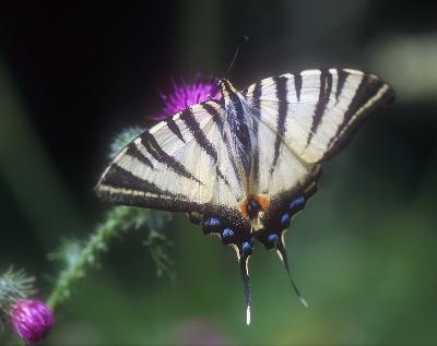 Schmetterling - Raupe Segelfalter (Iphiclides podalirius)