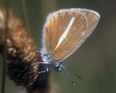 Papillon - Sablé du sainfoin (Polyommatus damon)