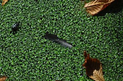 Feuilles en automne - Lentille d'eau (Lemna)